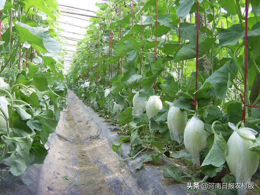 滑县产业扶贫实现四有目标：县有带贫龙头企业、乡有扶贫产业园区、村有产业帮扶基地、户有增收致富门路