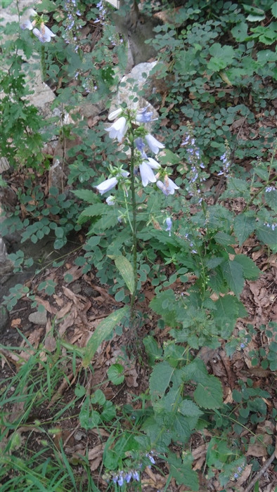 荠苨功效与作用,荠苨又叫什么药