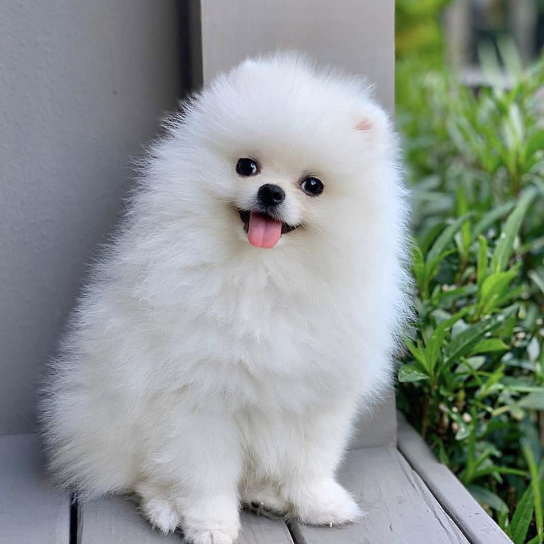 盘点二十种忠爱满世界的萌犬,萌犬系列都有啥