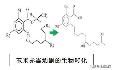 霉菌毒素对母猪造成哪些危害,母猪带毒的危害以及解决措施