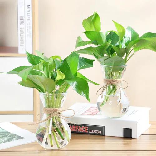 水培绿萝怎么养才长得好,水培绿萝叶子发黄怎么办