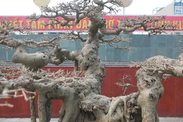 ​越南男子15年前花三千元买棵盆景树，现有人出价数十万不舍得卖