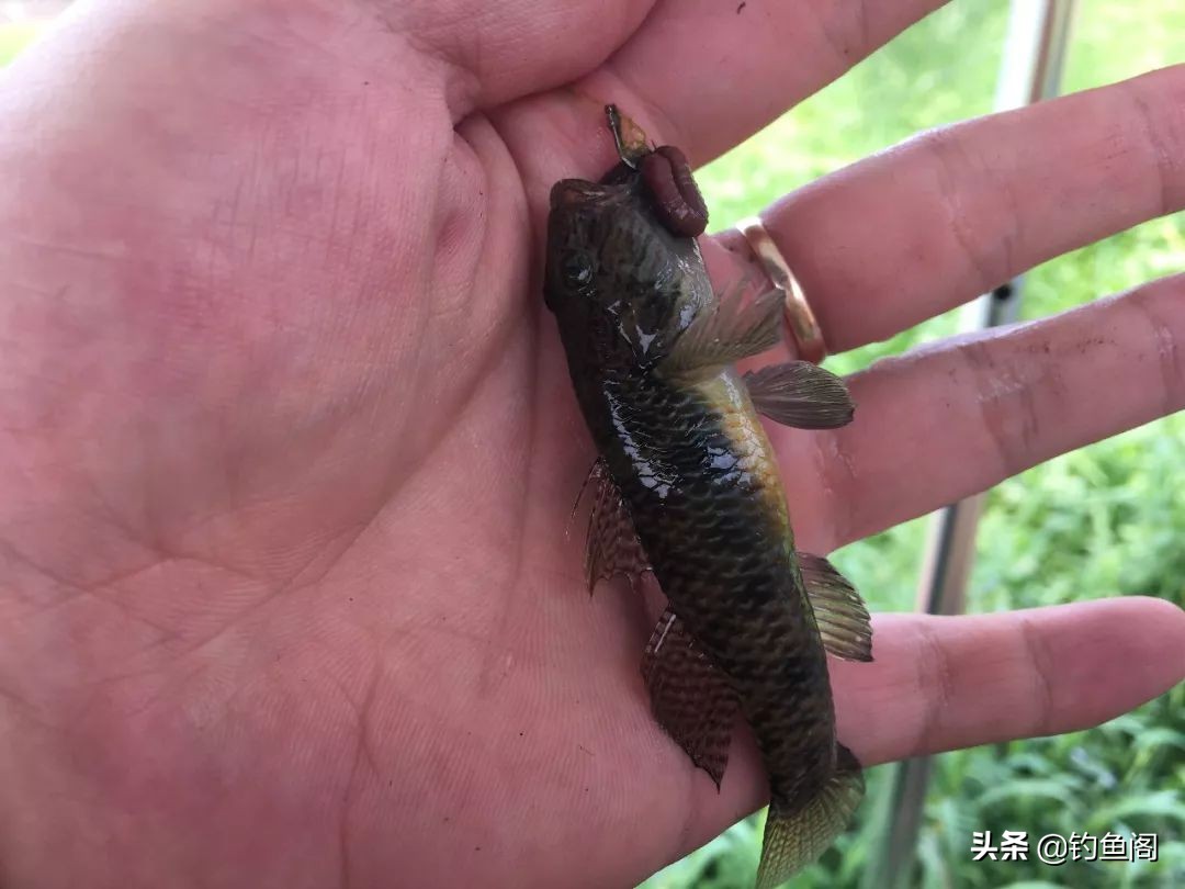 野钓用什么鱼饵避开小杂鱼,野钓小杂鱼闹窝太严重用什么饵料