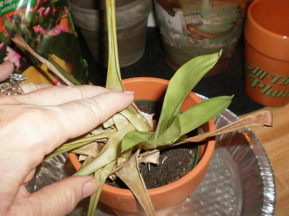 观赏凤梨催花方法,观赏凤梨可以采用播种的繁殖方法