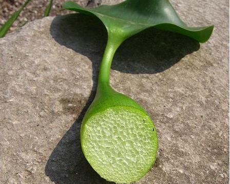 它是令人闻之色变的恶草，却不知价值珍贵，曾是名贵植物享誉世界