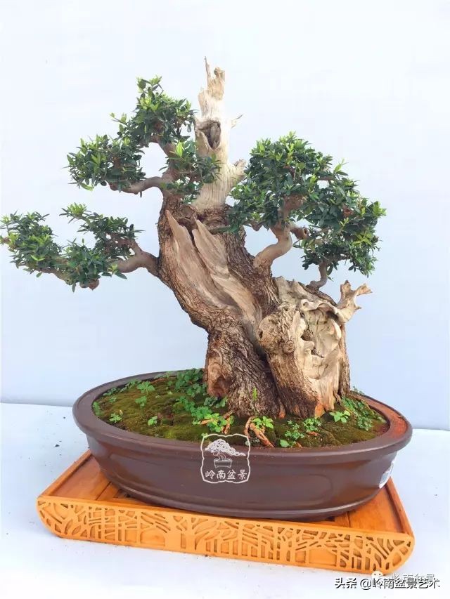 杂木盆景也毫不逊色,杂木盆景值钱吗