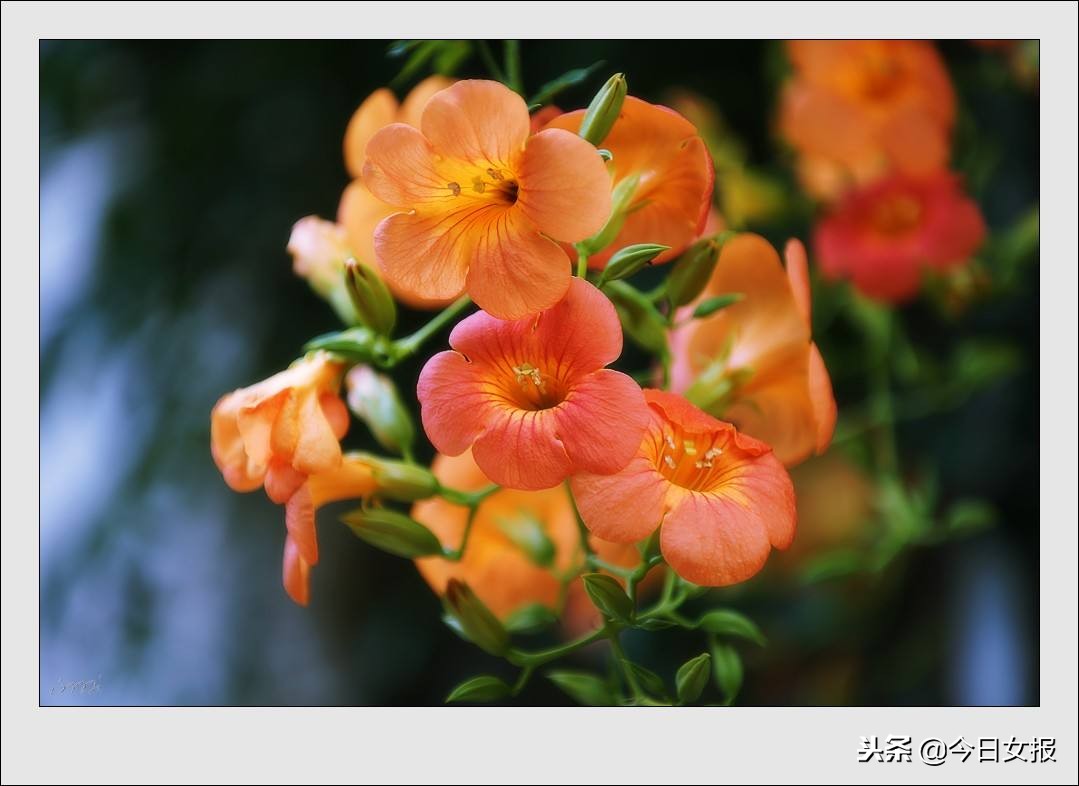 八角在卤水中的禁忌,卤水八角的禁忌