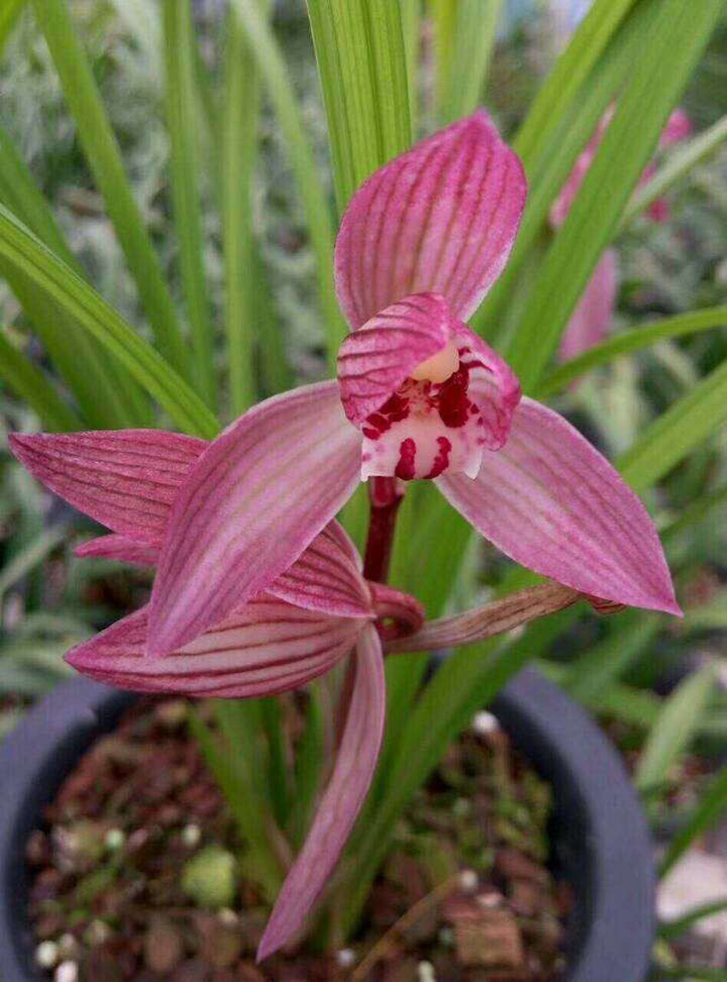 春兰和春剑兰的区别在哪里,春兰大富贵和春剑大富贵不一样吗