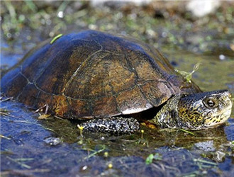 水陆两栖龟选什么龟,水陆两栖龟陆龟怎么区别