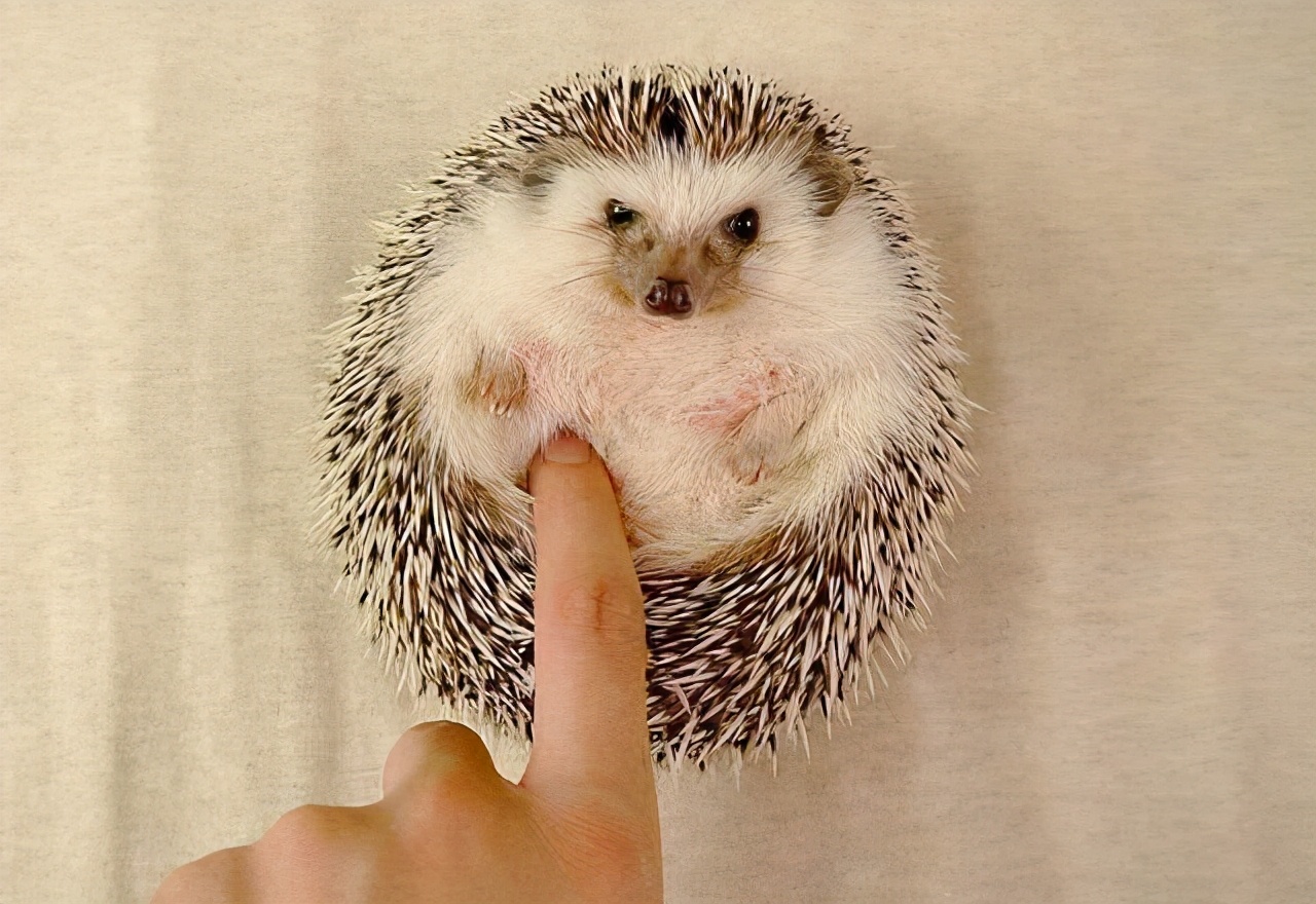 刺猬的自然繁育方式,刺猬的繁殖方式是什么