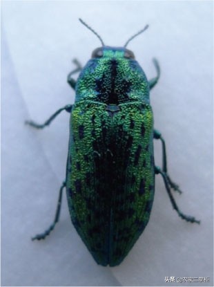 设施甜樱桃花期管理,樱桃种植技术及病虫害防治