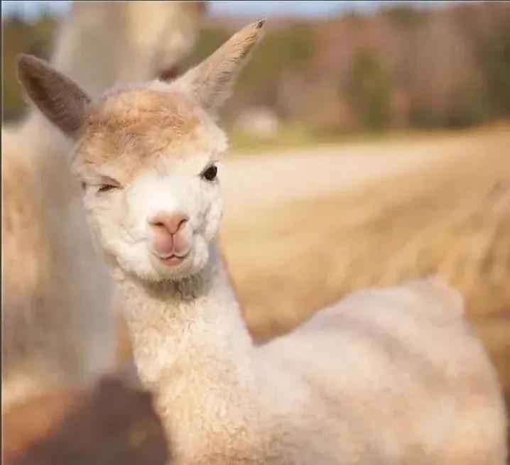 羊驼会感染新冠吗视频,羊驼消除新冠病毒