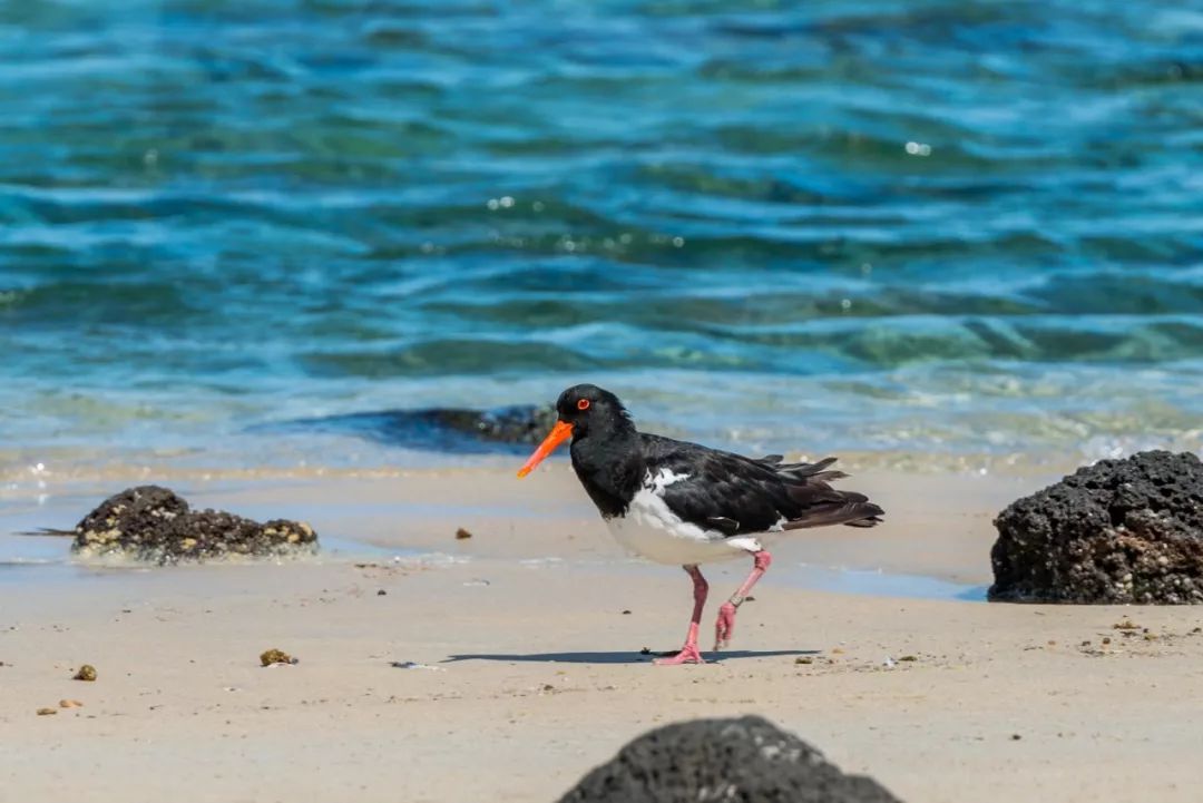 悉尼到阿德莱德自驾游,澳大利亚阿德莱德悉尼距离