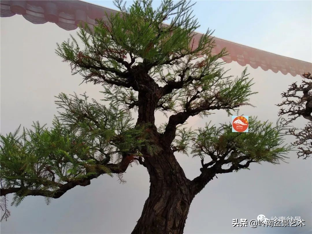 文人杂木盆景精品欣赏,可以做盆景的杂木图片大全