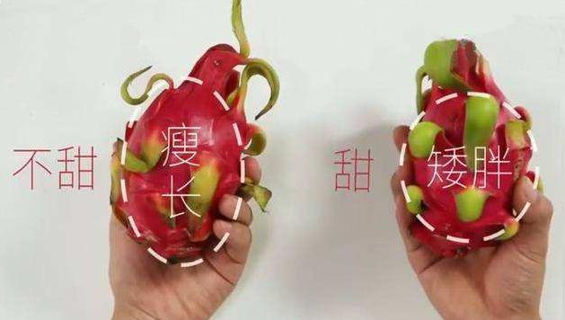 如何挑红心火龙果又甜又好吃,火龙果如何挑选才最好吃
