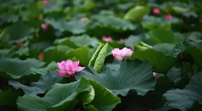 最美赏荷胜地,中国最美荷花美景排名前十