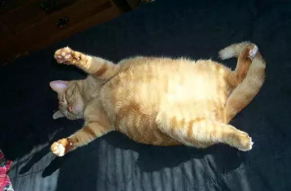 绝育后的狗狗会长胖吗,猫咪绝育后怎么减肥