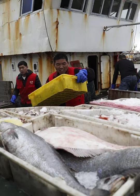 舟山流网大白鲳,淡水白鲳多少钱一斤