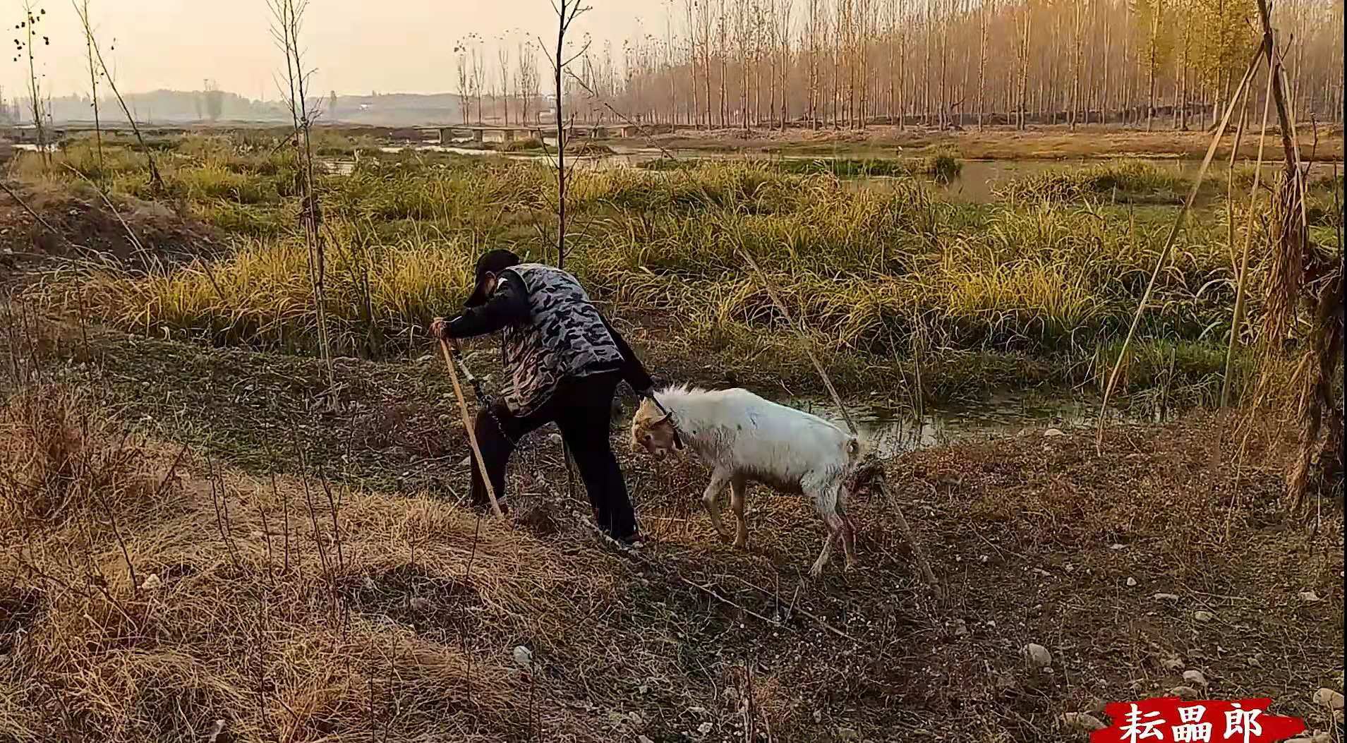 羊是如何解决爱恨情仇的？争夺配偶引发旋风相对，泗河公羊打架