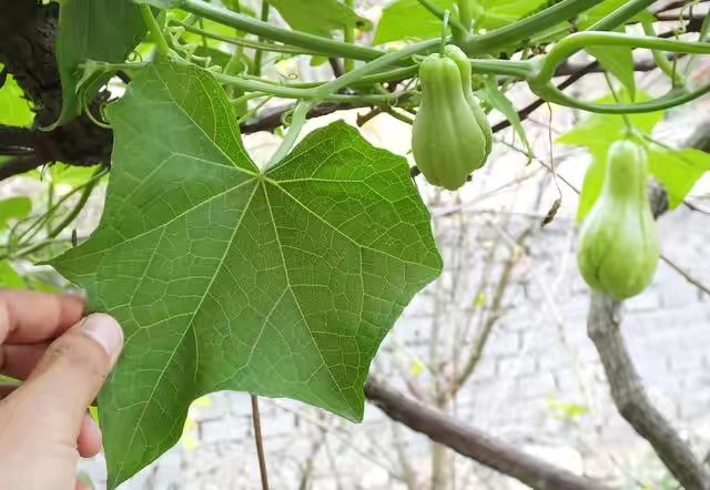 在北方佛手瓜什么时候栽种最好,北方种植佛手瓜几月份能结果啊