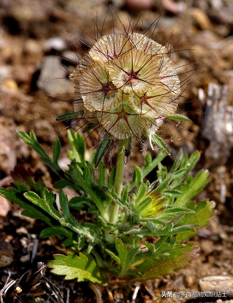 星花轮峰菊,星花轮峰菊图片大全