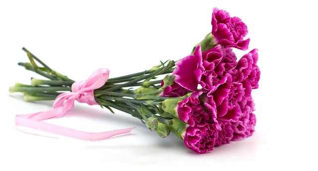 芳香情浓一一优雅的康乃馨（散文）