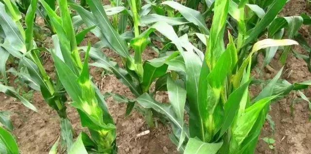玉米苗前封闭除草剂药害表现,玉米受轻微大豆除草剂药害怎么办