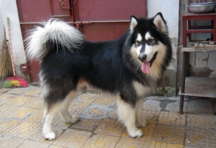 盘点狗遇到天气热的反应,狗界最令人讨厌的狗