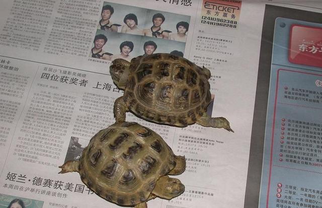 能允许养殖的陆龟,陆龟养殖环境越大越好吗