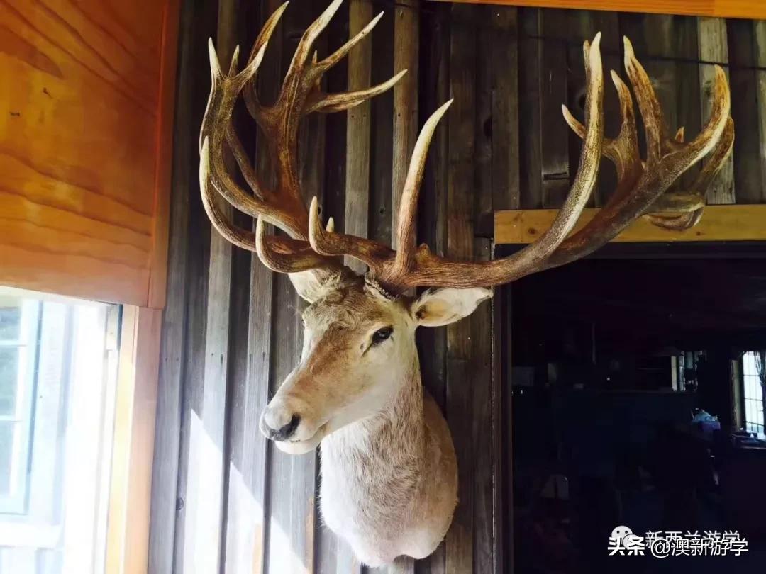 奥克兰旅游让生活更美,奥克兰旅游攻略海边穿搭