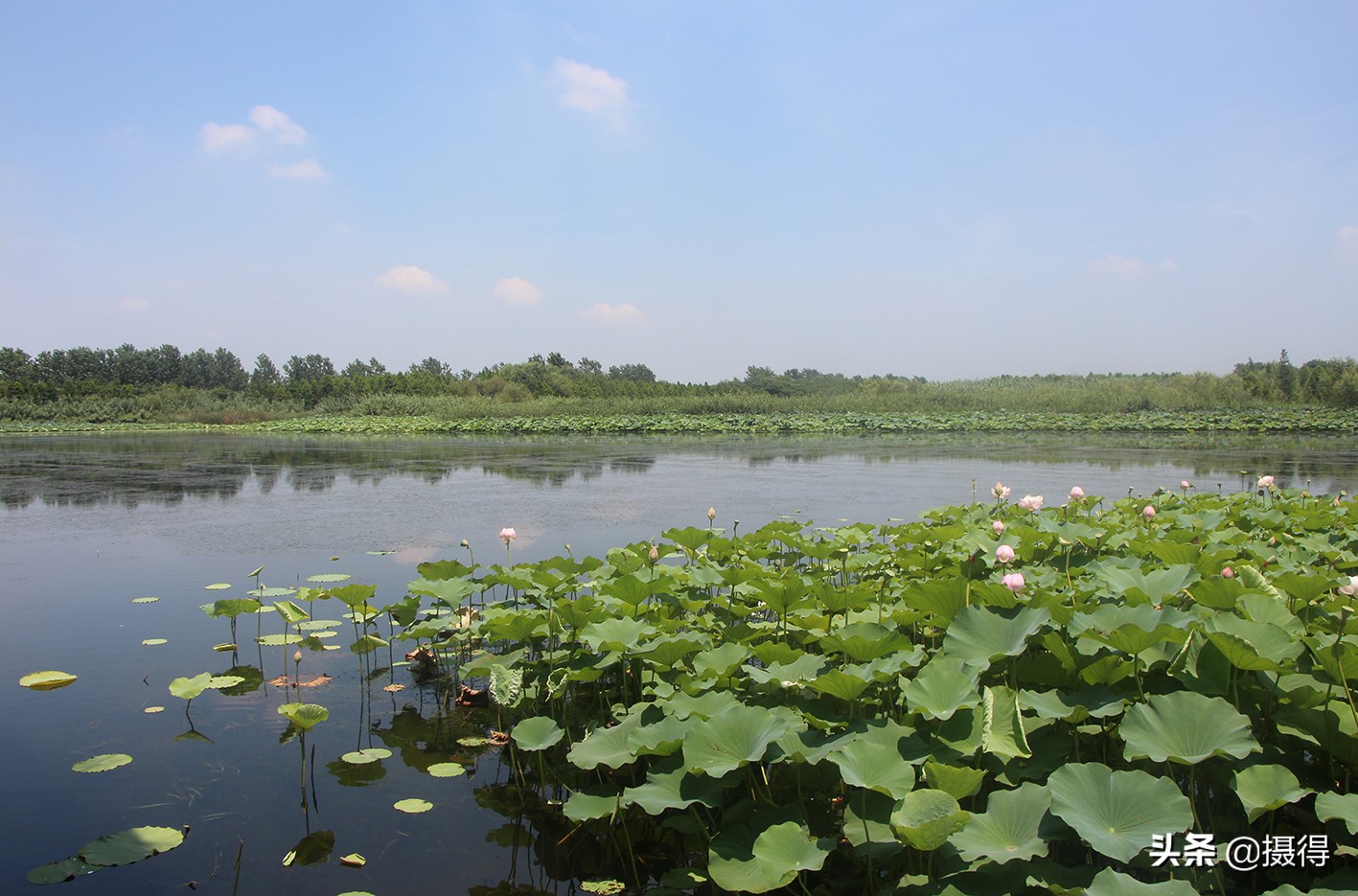 昆明这里有2000米竹林道，1500亩荷塘，300亩薰衣草花海，免门票