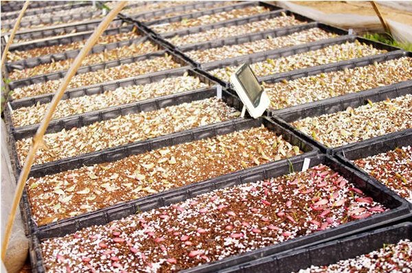 鑺辨埧濮戝澶氳倝閰嶅湡,鑺辨埧濮戝鐜夐湶澶氳倝