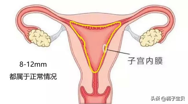 子宫内膜厚对试管移植有影响吗,内膜薄对试管婴儿成功率影响大不