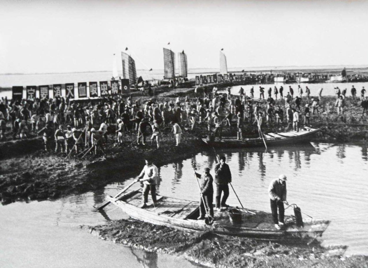 血吸虫会让肚子变大吗,血吸虫为何导致大肚子