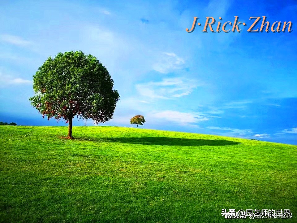 怎么种植草坪不长杂草,如何养好草坪