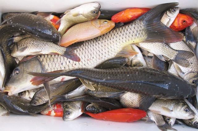 如何正确调漂才能调得好,最容易理解的调漂方法