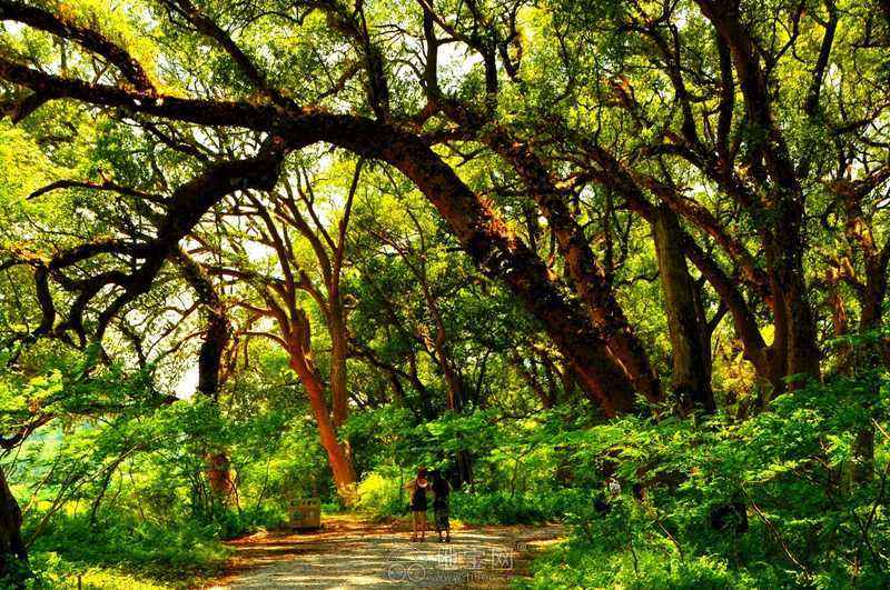 美丽乡村：室外桃源休闲山庄，一步一景美如画