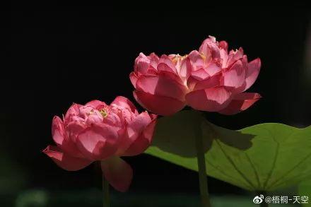 广州有荷花的地方,广州周边的荷花景点推荐