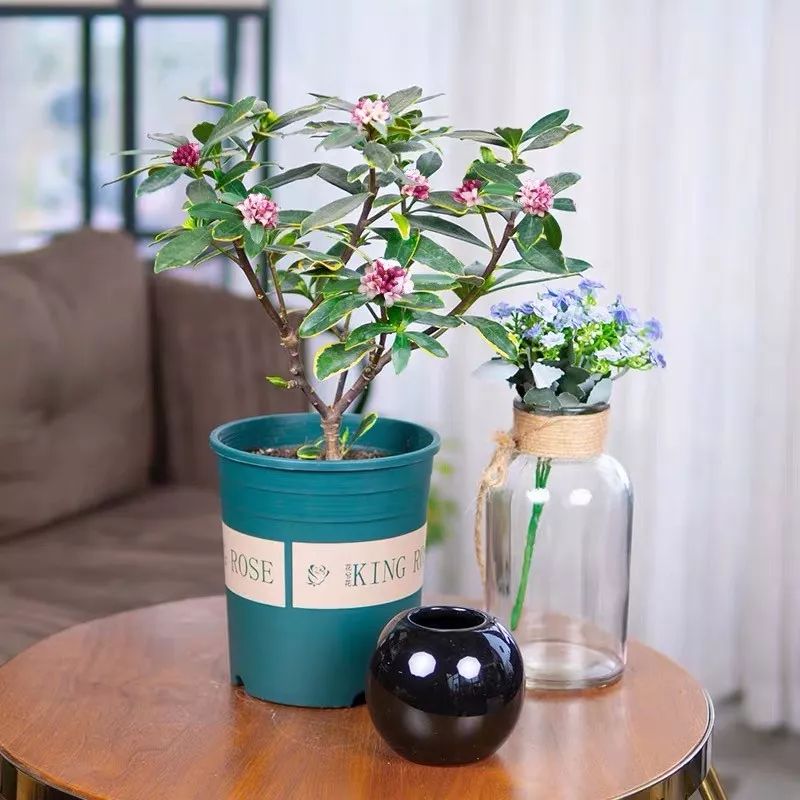 养花公认最美4种花满屋飘香,公认最好养的五种花