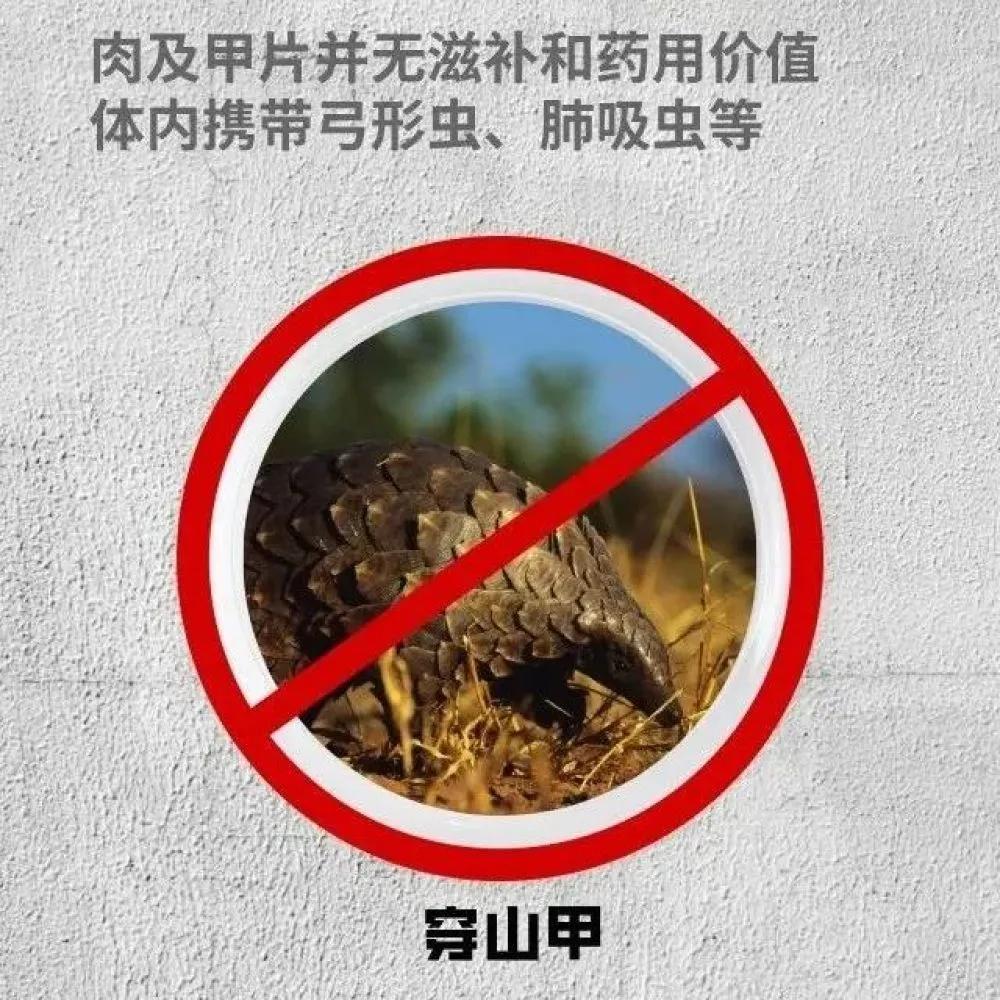 拒绝野味的动物有哪几种,哪些动物属于野味