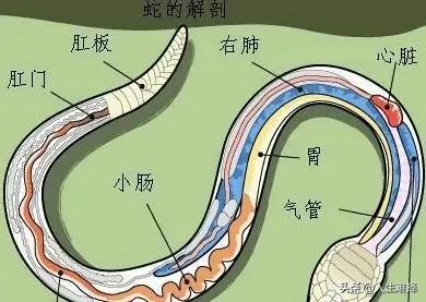 古人说的打蛇打七寸是直的吗,古人说蛇打七寸