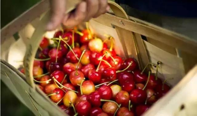 重庆周边摘樱桃,重庆北碚摘樱桃的地方