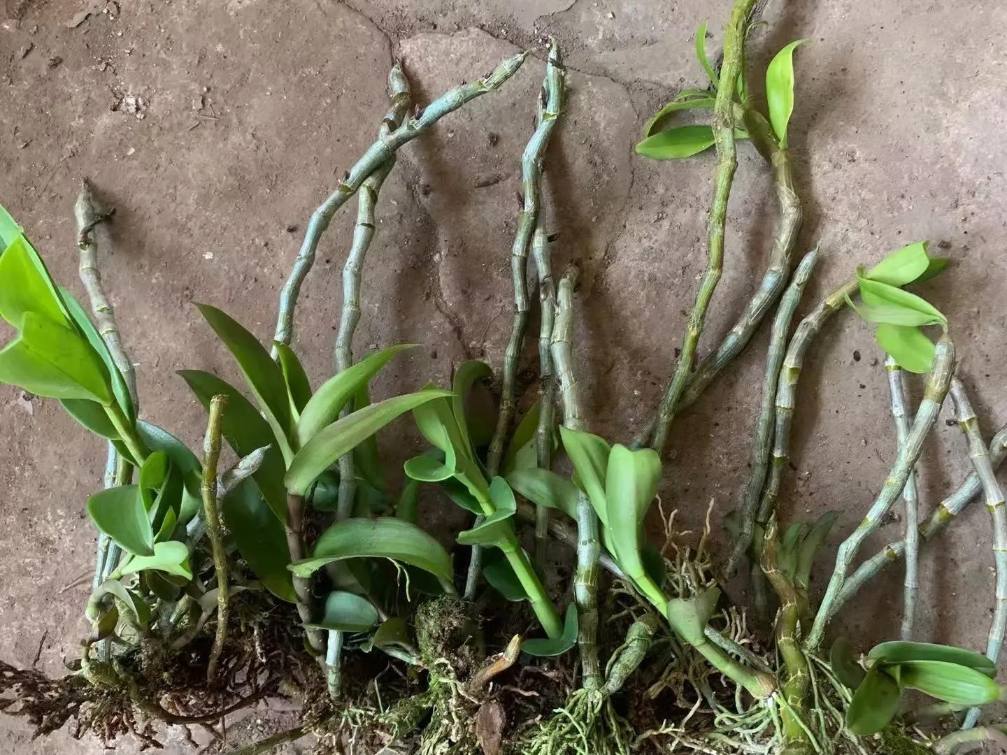 野生石斛兰,野生石斛是国家保护植物吗