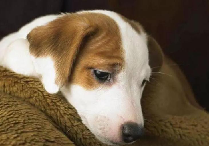 狗狗一天遛几遍为好不拉屎,狗一般一天遛狗几次