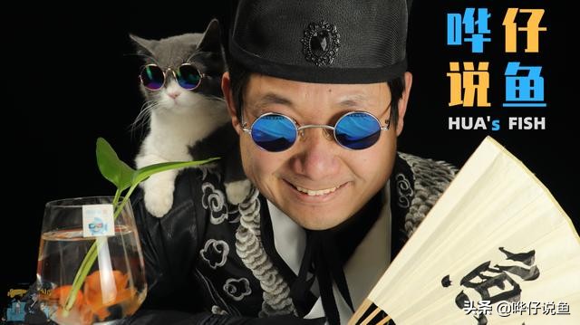 新手养鱼小缸知识大全,小型鱼缸养鱼小知识