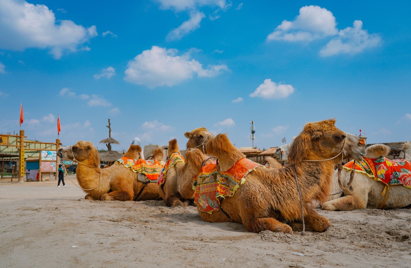 宁夏旅游打卡点,宁夏银川十大网红旅游必打卡