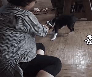 女主人这个部位天天被狗吮吸,男主人脸色铁青……