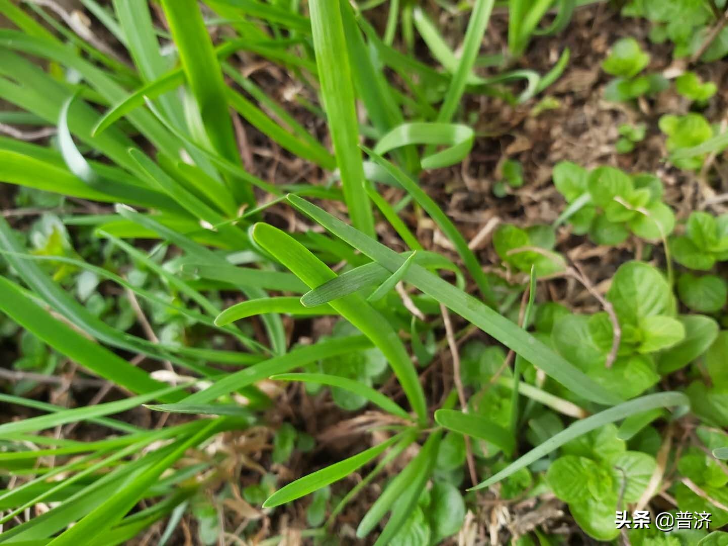 有机蔬菜市场痛点,有机蔬菜的问题