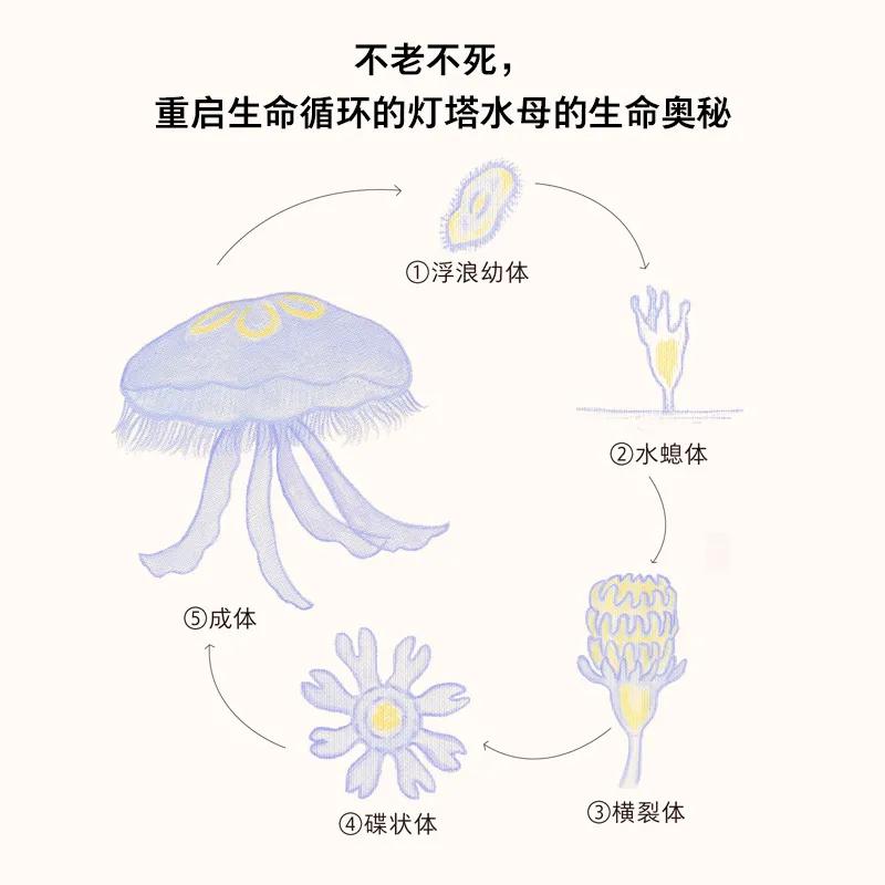 日本关于生死的书,日本动物的生死书