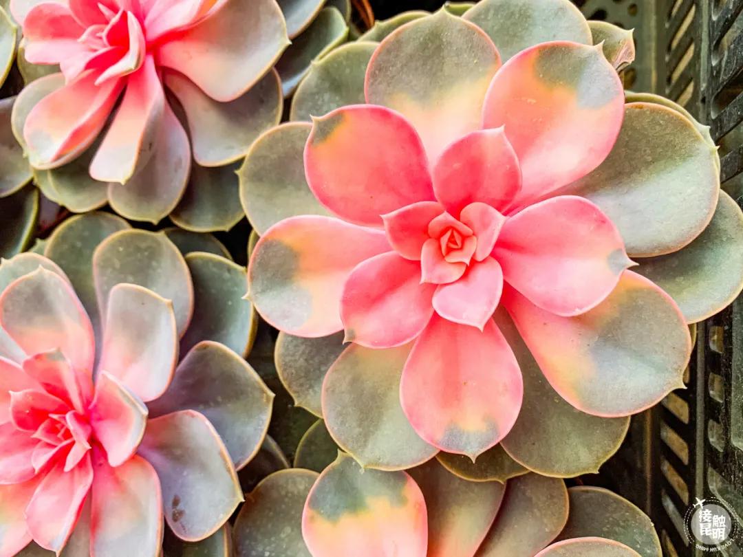 昆明鲜花进货渠道,昆明尚义花市